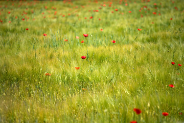 Poppy flowers in the sun.