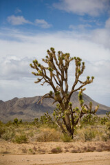 A tree in the middle of the desert. Mountains of America. High quality photo.