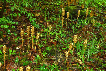 Vogel-Nestwurz, Neottia nidus-avis, bird's-nest orchid