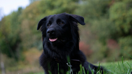 Sch&auml;ferhundmischling