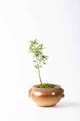Buxus microphylla in white background and flower pot