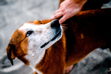 mans hand stroking the abandoned dog