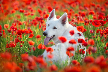 White Swiss Shepherd Dog on  flowers poppy at sunset