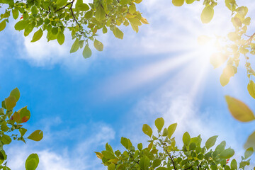 green leaves and blue sky