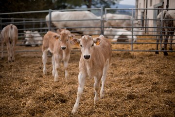 foal and calf