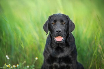 Black labrador retriever dog portrait in summer meadow