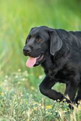 Black labrador retriever dog portrait in summer meadow