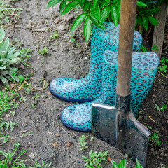 A shovel and shoes for garden work stand on the ground near the peony bush