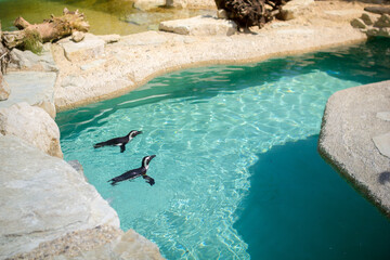 penguins swimming in a pool of a tropical resort