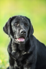 Fototapeta na wymiar Black labrador retriever dog portrait in summer meadow