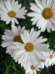 daisies flowers. plants with white petals in green grass