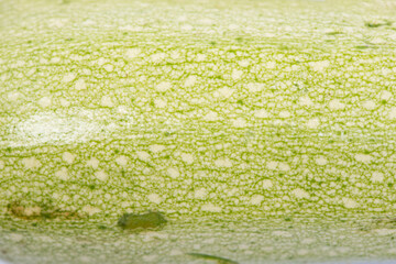 Texture of green vegetable marrow