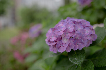 Fototapeta premium 紫陽花