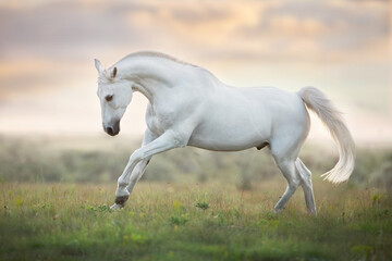 Fototapeta na wymiar White horse run gallop against sunset sky