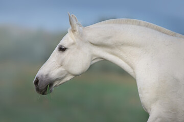 Fototapeta na wymiar White horse portrait in motion