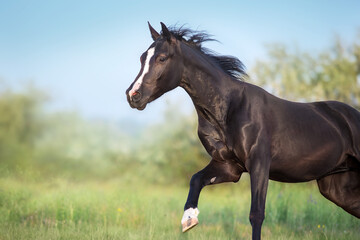Obraz premium Black horse portrait in motion