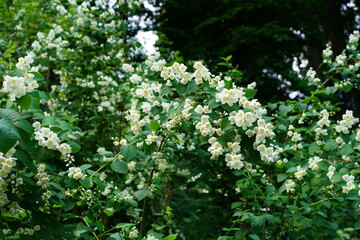 Sommerjasmin