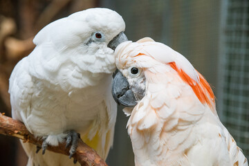 Lovely couple white cockatoos parrots on branch