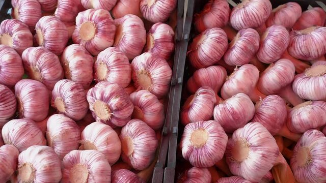 Big young purple garlic close up. Spring harvest