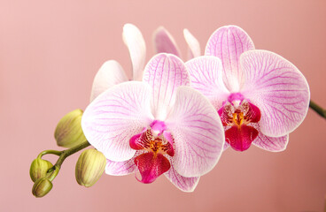 Obraz na płótnie Canvas Butterfly orchid Phalaenopsis in full bloom on a pink background.