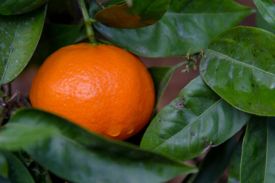 Mandarina de la variedad Clemenvilla, en el árbol, pendiente de recolección. Valencia. España