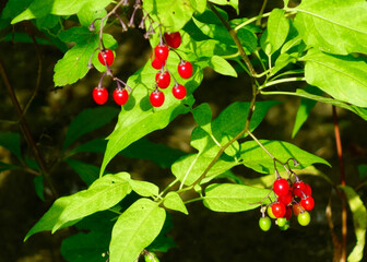 Red Currant in the Wild