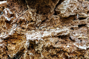 Old Pine Tree Trunk
