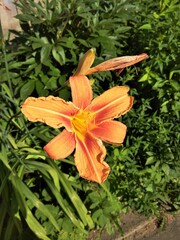 Beautiful bright Orange day-lily (Hemerocallis fulva) on a sunny summer garden, closeup