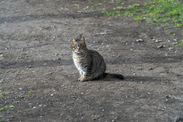 Obraz premium Curious tabby cat sitting on earth and watching direct lens. Yard cat take sunbath in sunny day. Landscape image.