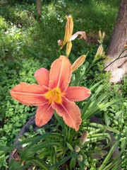 Beautiful bright Orange day-lily (Hemerocallis fulva) on a sunny summer garden, closeup