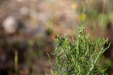 ladybug on a plant