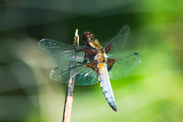 Broad-Bodied Chaser Dragonfly perched on a Branch