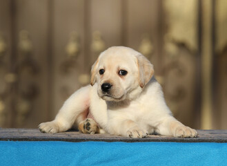 the labrador puppy on a blue background