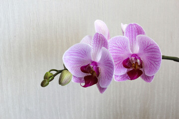 Butterfly orchid Phalaenopsis in full bloom on a white background.