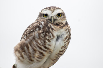 great horned owl