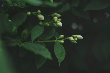Unopened, closed flower buds of Jasmine (the Philadelphia shrub) in the evening garden. Close up...