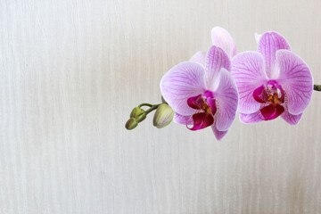 Butterfly orchid Phalaenopsis in full bloom on a white background.