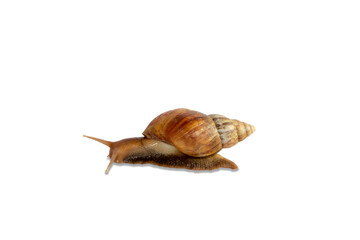 snail isolated on a white background