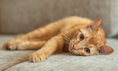 Fototapeta na wymiar Cute ginger tabby cat lies on a sofa in flat, pets concept