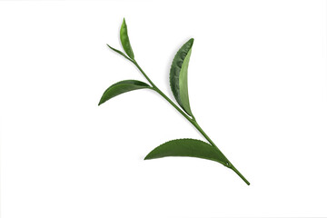 green tea leaf isolated on white background