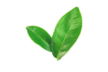 Naklejka na ściany i meble fresh green tea leaf isolated on white background
