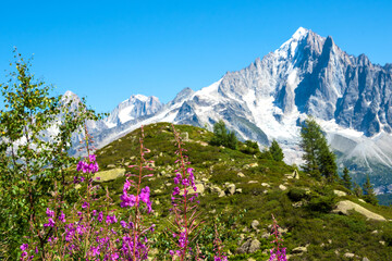 Beautiful summer Alpine landscape with purple fireweed flowers and Mont Blanc mountains at background. France nature travel tourism. Hiking, environment, eco-planet concept.