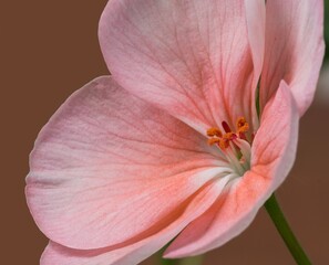 Pink flower of pelargonium, also known as geranium, or storksbill, slant side view,  on the dark pink background