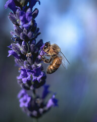 Ape e Fiore di Lavanda  - Lavandeto sul Delta del Po Veneto It  