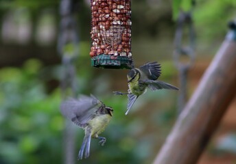 great spotted woodpecker