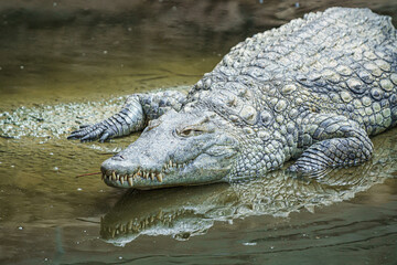 Crocodile à l’affût au bord de l'eau