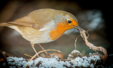 European red robin (Erithacus rubecula) pulling a earthworm from the snowy earth