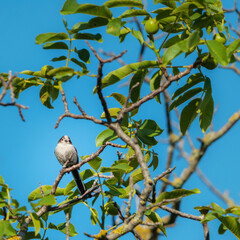 Long tailed tit sitting on a branch