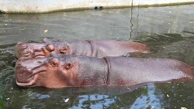 Hippo in water at zoo animal Thailand 