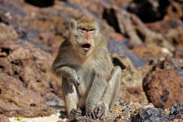 This monkey is separated from the herd to sit and be exposed to the sun, not in a group.